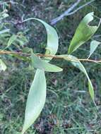 Image of Hakea florulenta Meissner