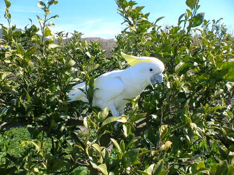 Image of Sulphur-crested Cockatoo