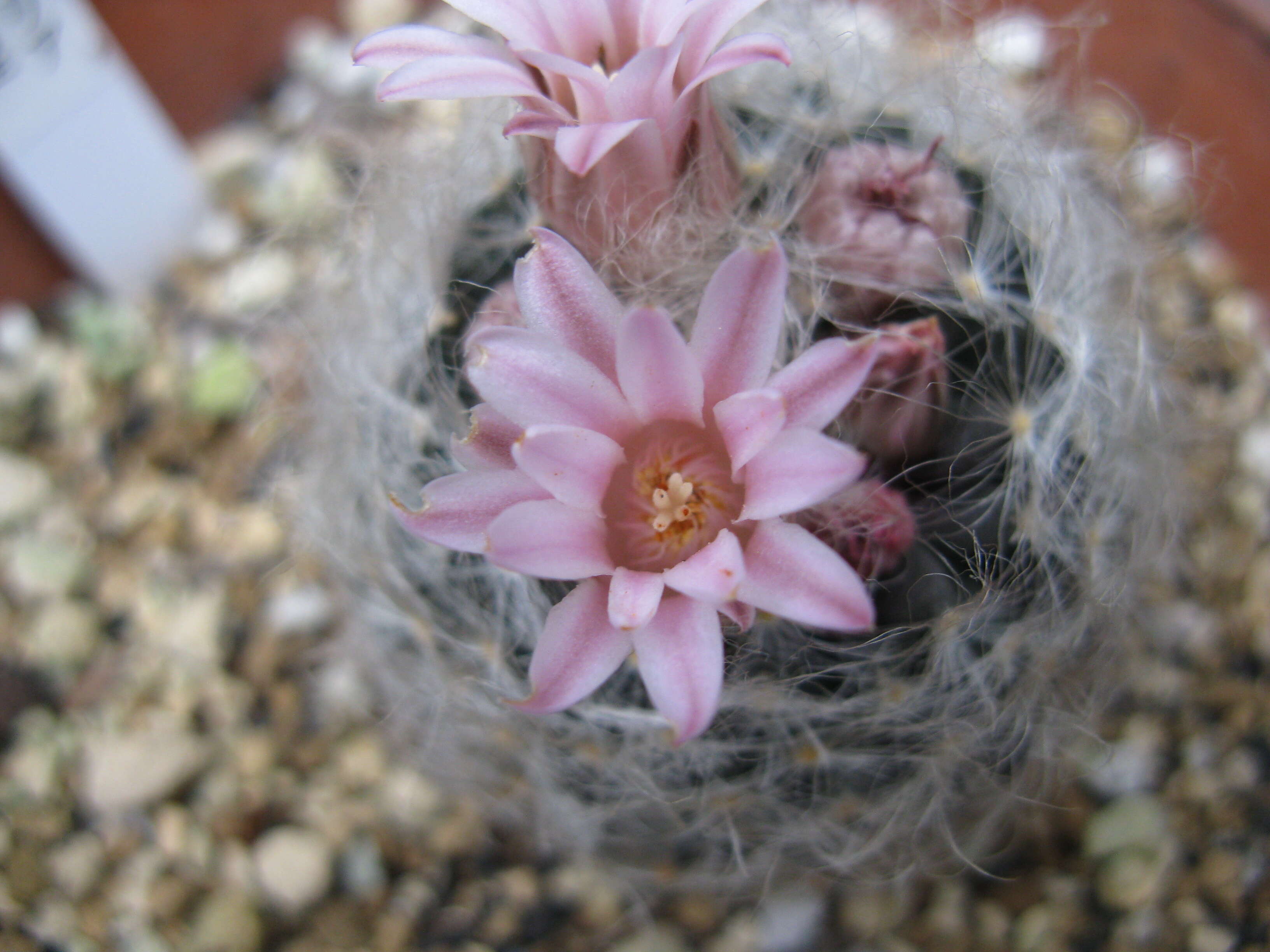 Image of Mammillaria aureilanata Backeb.