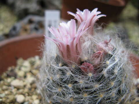 Image de Mammillaria aureilanata Backeb.