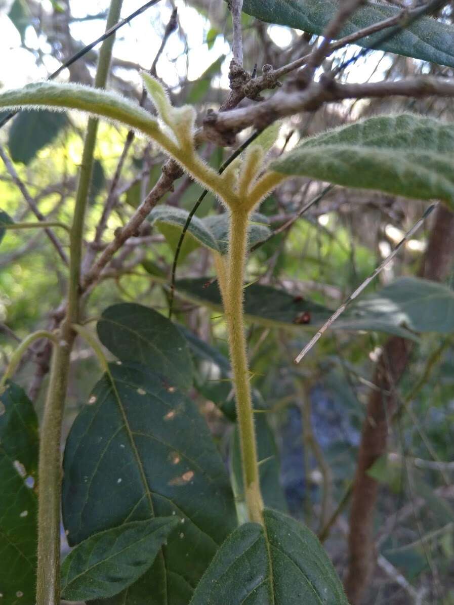 Image de Solanum stelligerum Sm.