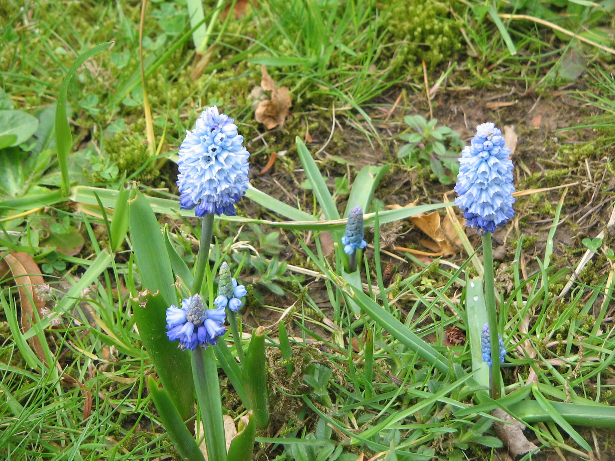 Слика од Pseudomuscari azureum (Fenzl) Garbari & Greuter