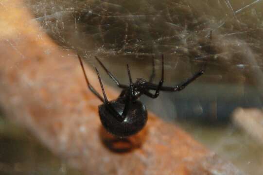 Image of Black widow spider