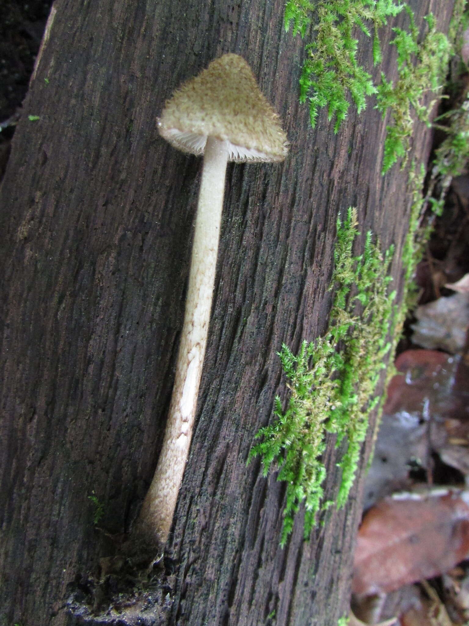 Image of Entoloma nodosporum (G. F. Atk.) Noordel. 1979