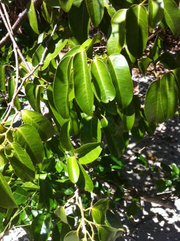 Image de Cissus oblonga (Benth.) Planchon