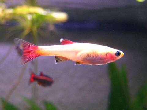 Image of White Cloud Mountain Minnow