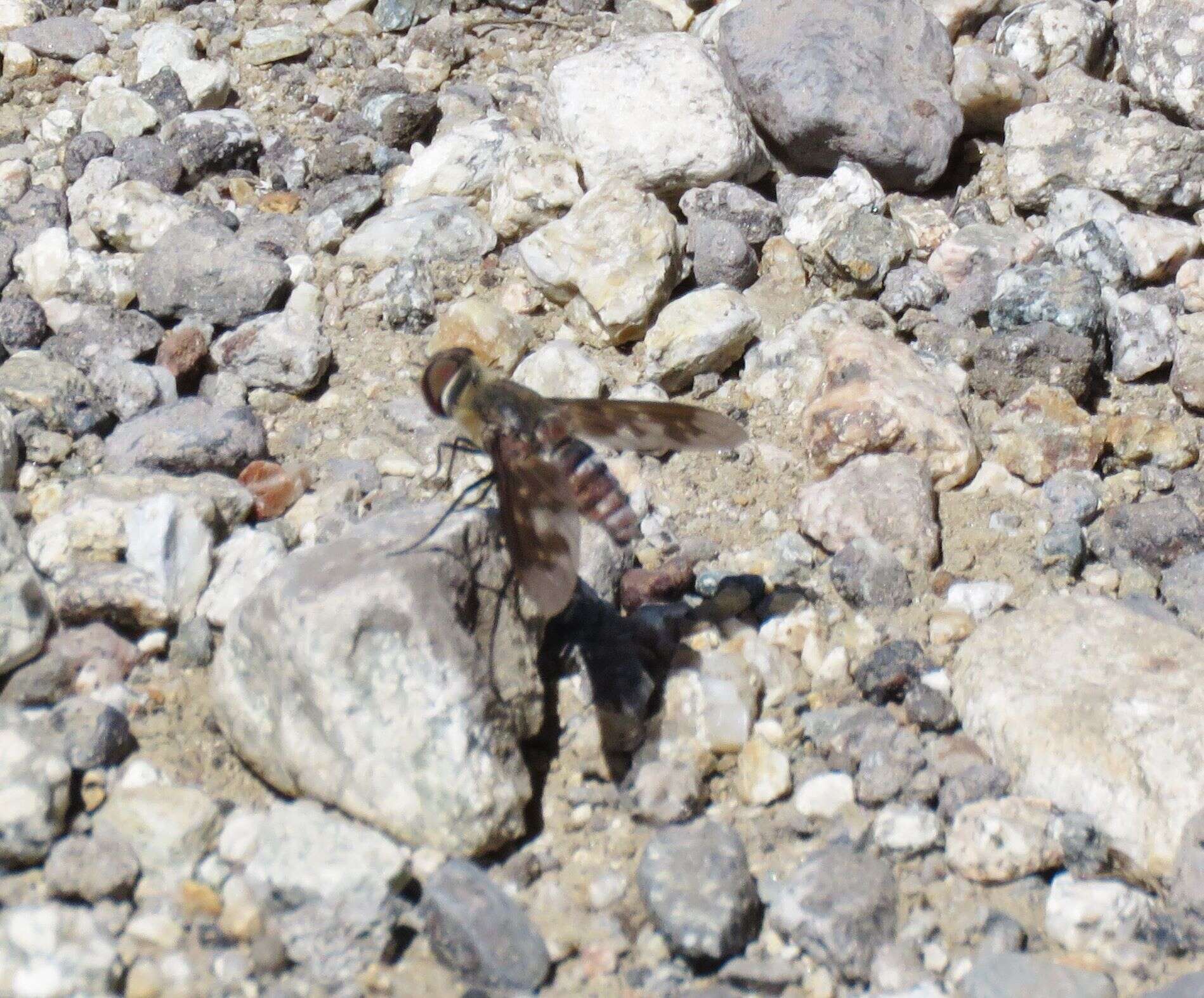 Image of Exoprosopa divisa (Coquillett 1887)