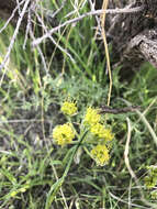 Image of desert biscuitroot