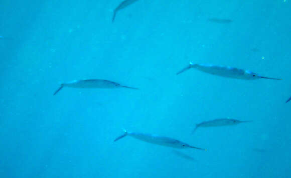 Image of Polynesian halfbeak