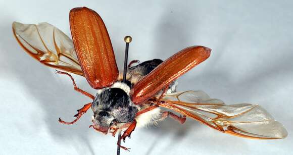 Image of Common cockchafer