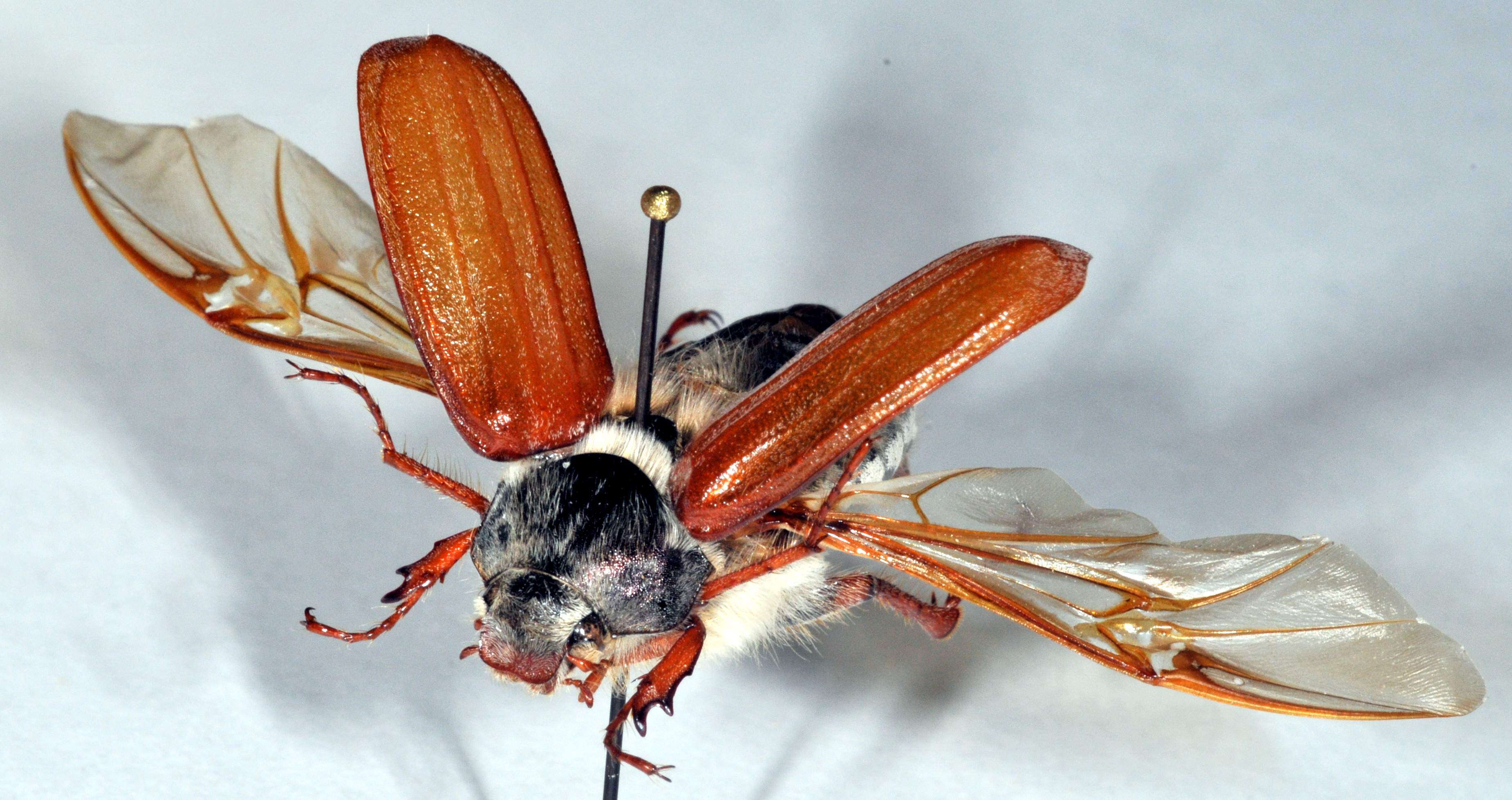 Image of Common cockchafer