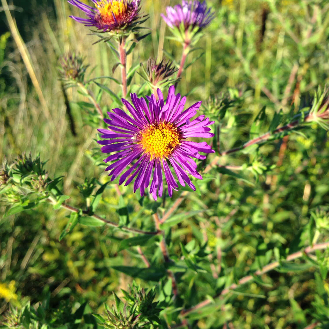 Image of Michaelmas daisy