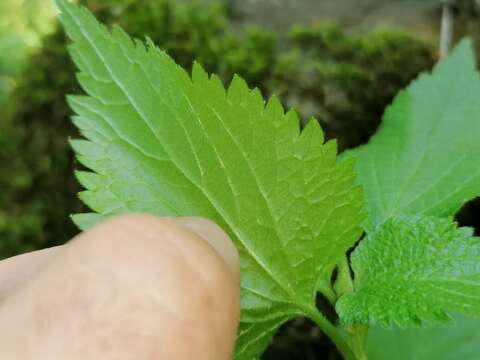 Слика од Lamium flexuosum Ten.