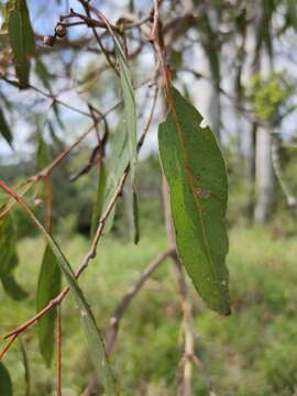 Image of Eucalyptus tereticornis subsp. tereticornis