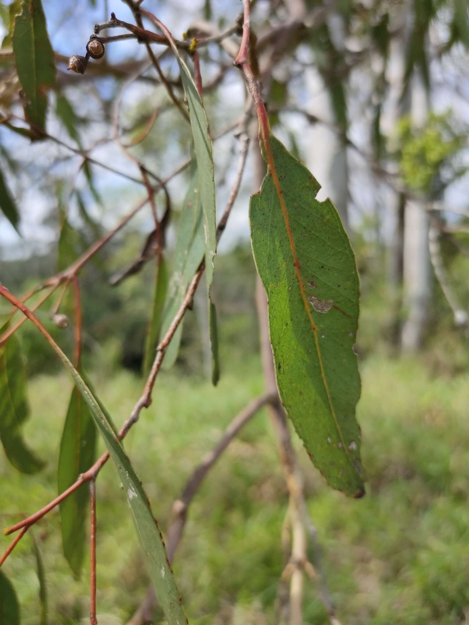 صورة Eucalyptus tereticornis subsp. tereticornis