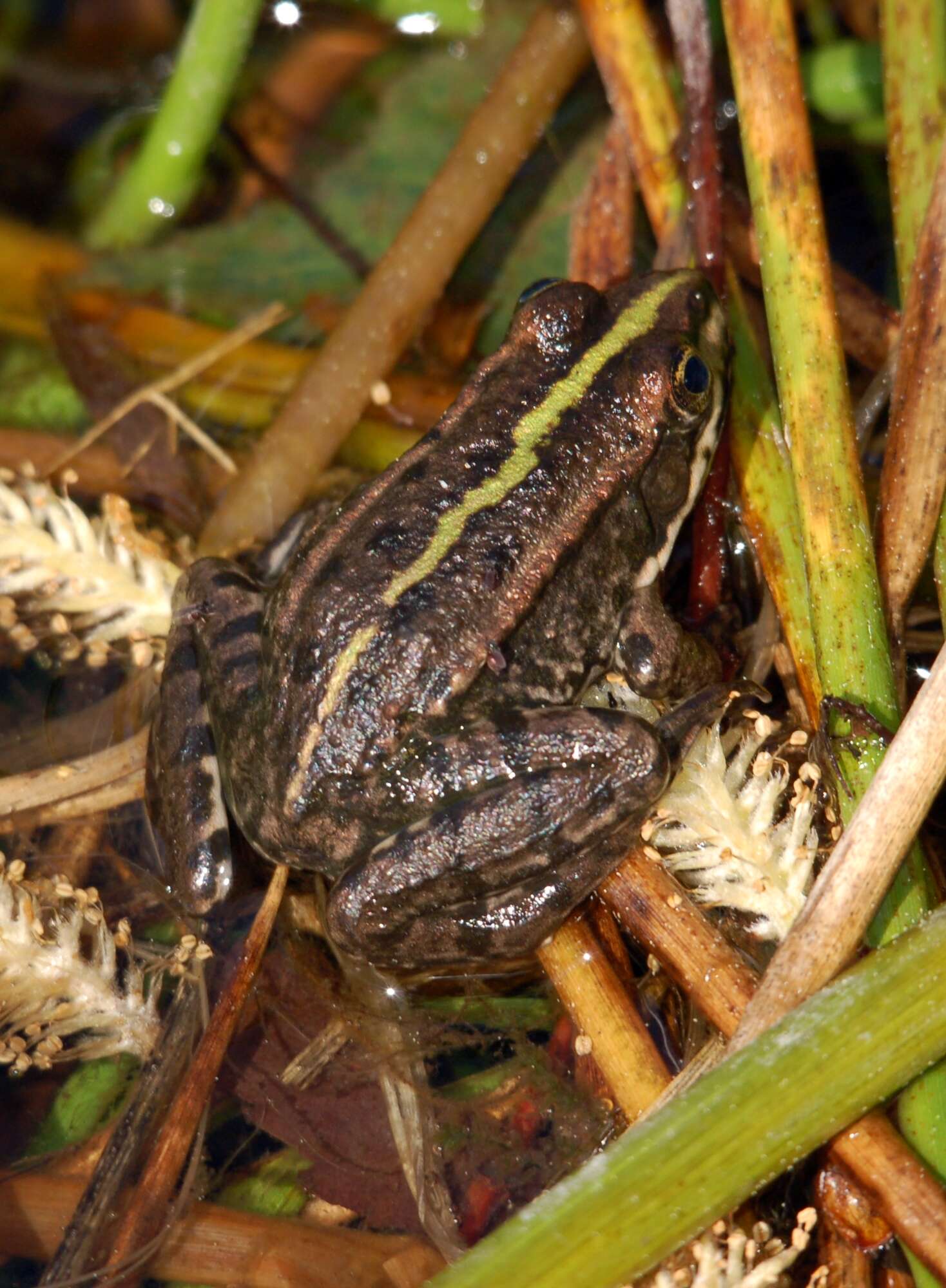 Image of Eurasian Marsh Frog