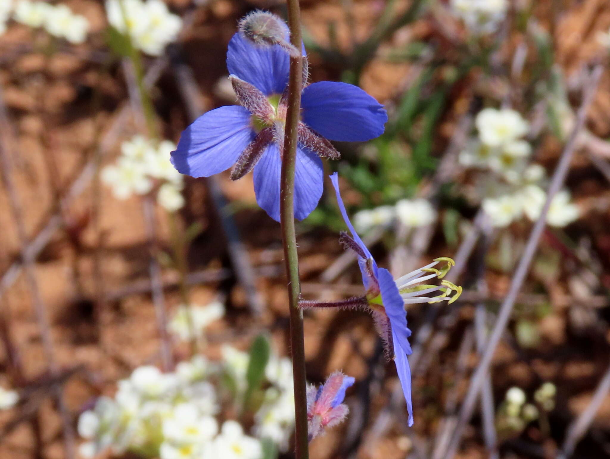 Image de Heliophila refracta Sond.