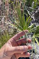 Image of Andropogon cumulicola