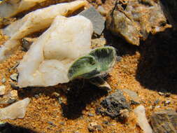 Image of Ornithogalum deltoideum Baker