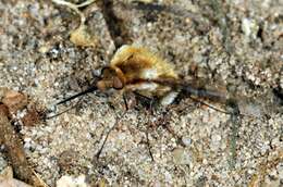 Image of Large bee-fly