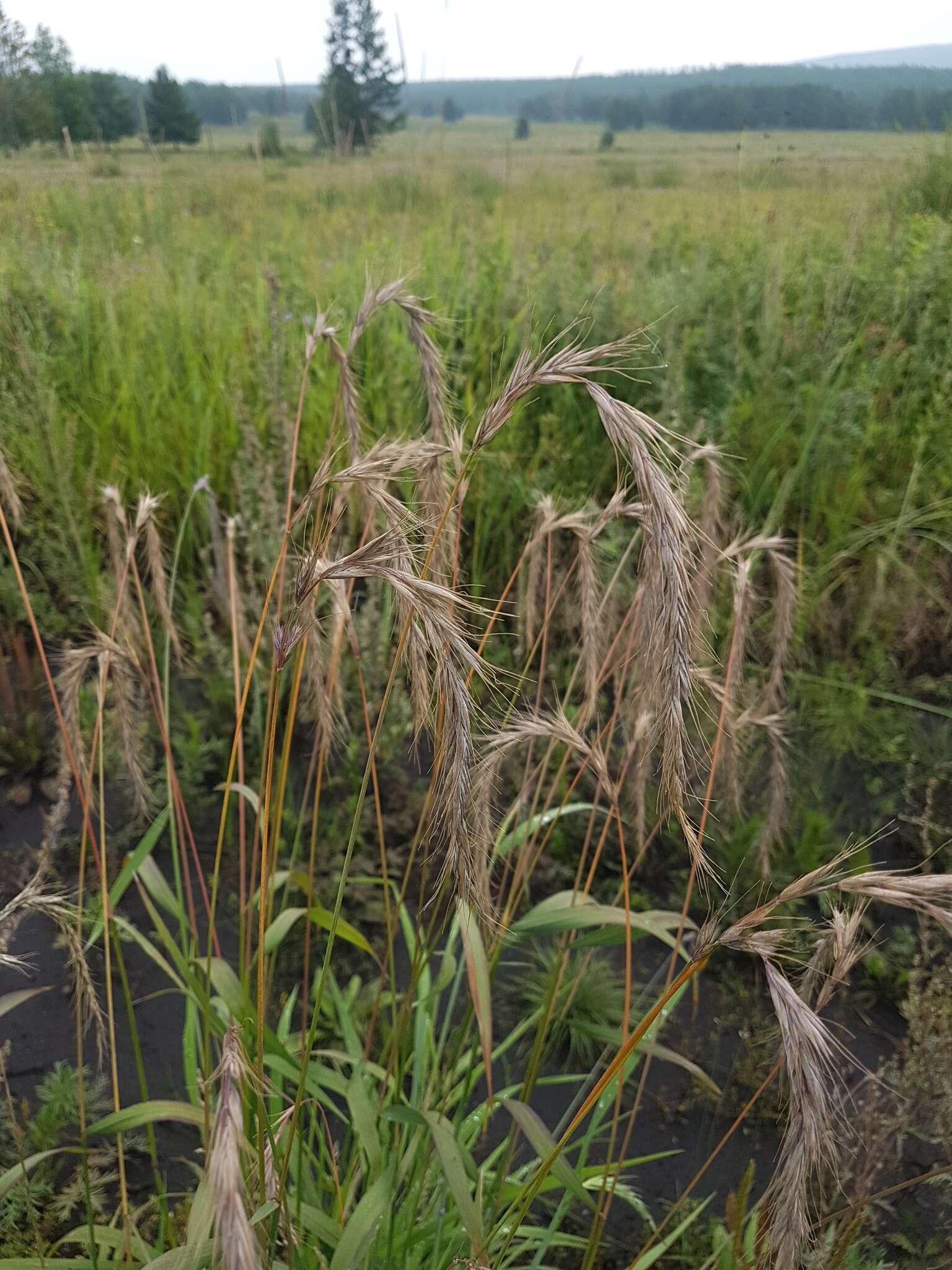 Imagem de Elymus confusus (Roshev.) Tzvelev