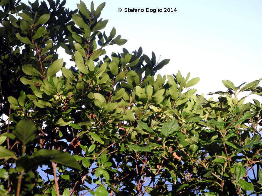 Image of strawberry tree