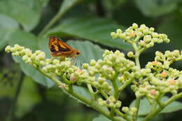 Image of Potanthus flava Murray 1875