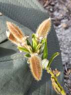 Imagem de <i>Podalyria oleifolia</i>