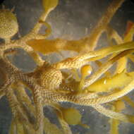 Слика од Sargassum natans