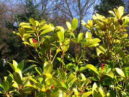 Image of Skimmia