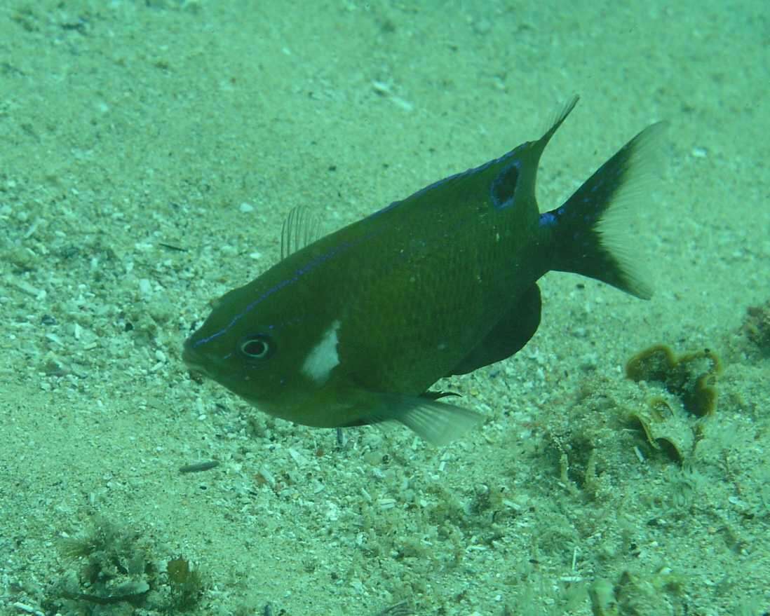 Image of White-ear scalyfin