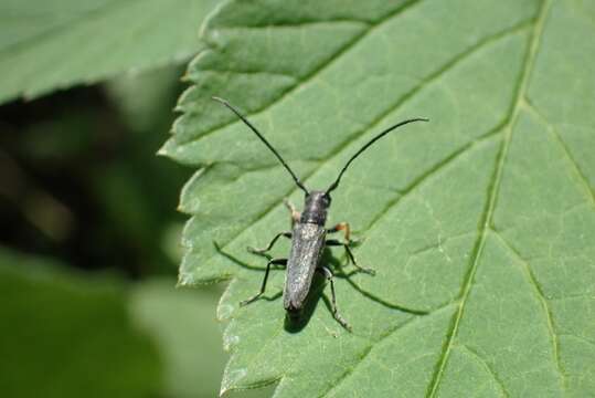 Слика од Phytoecia cylindrica (Linné 1758)