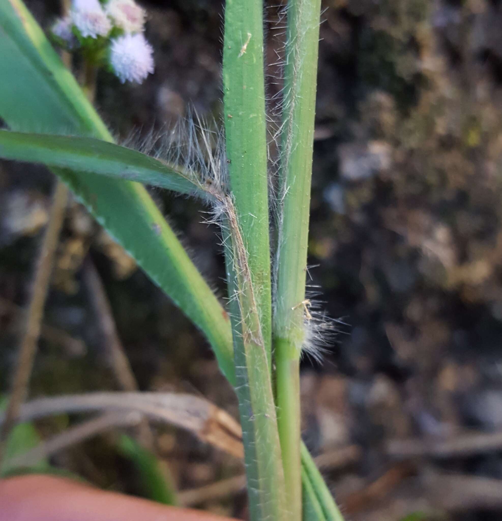 Image de Paspalum paniculatum L.