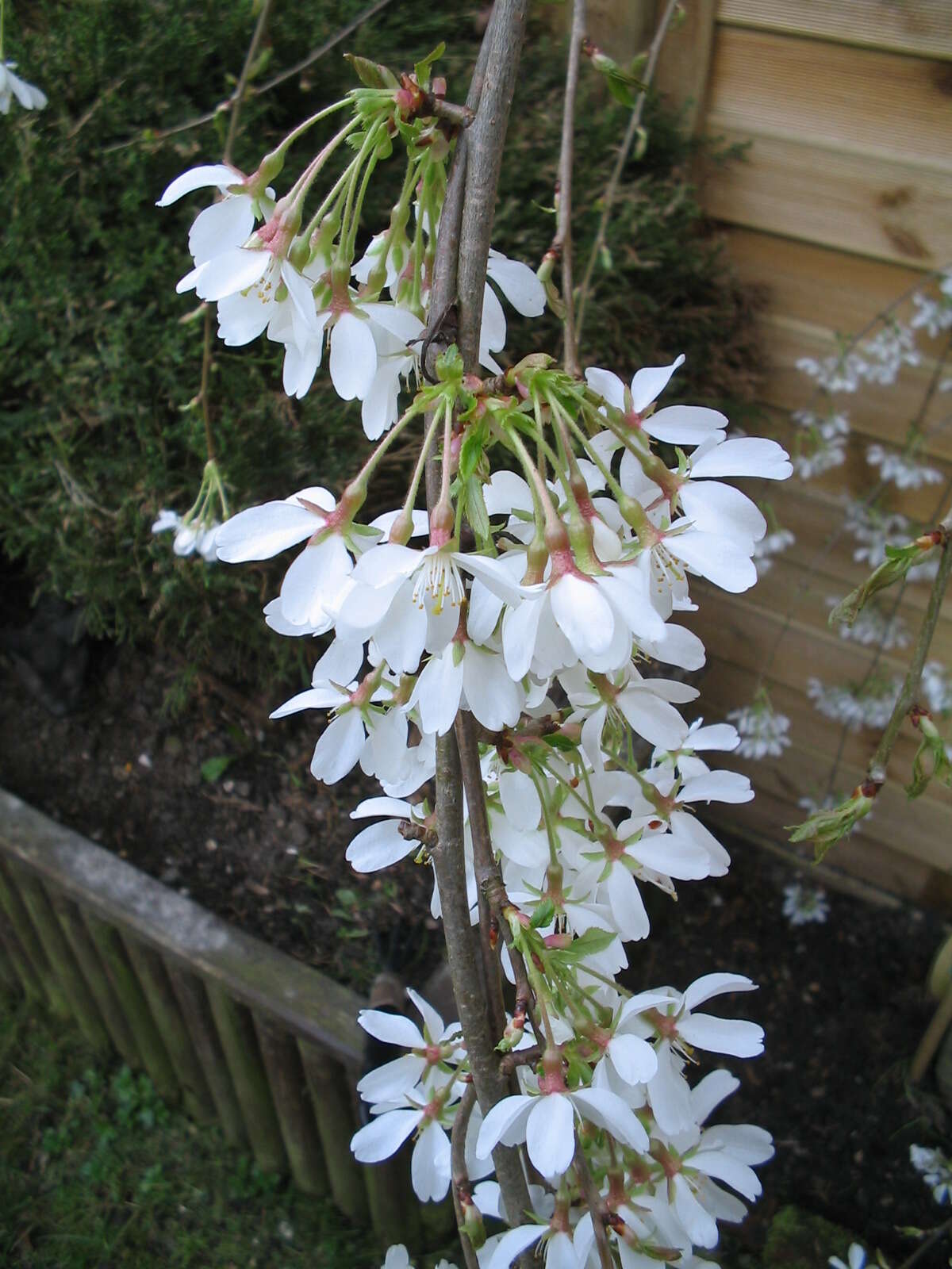 Plancia ëd Prunus yedoensis Matsum.