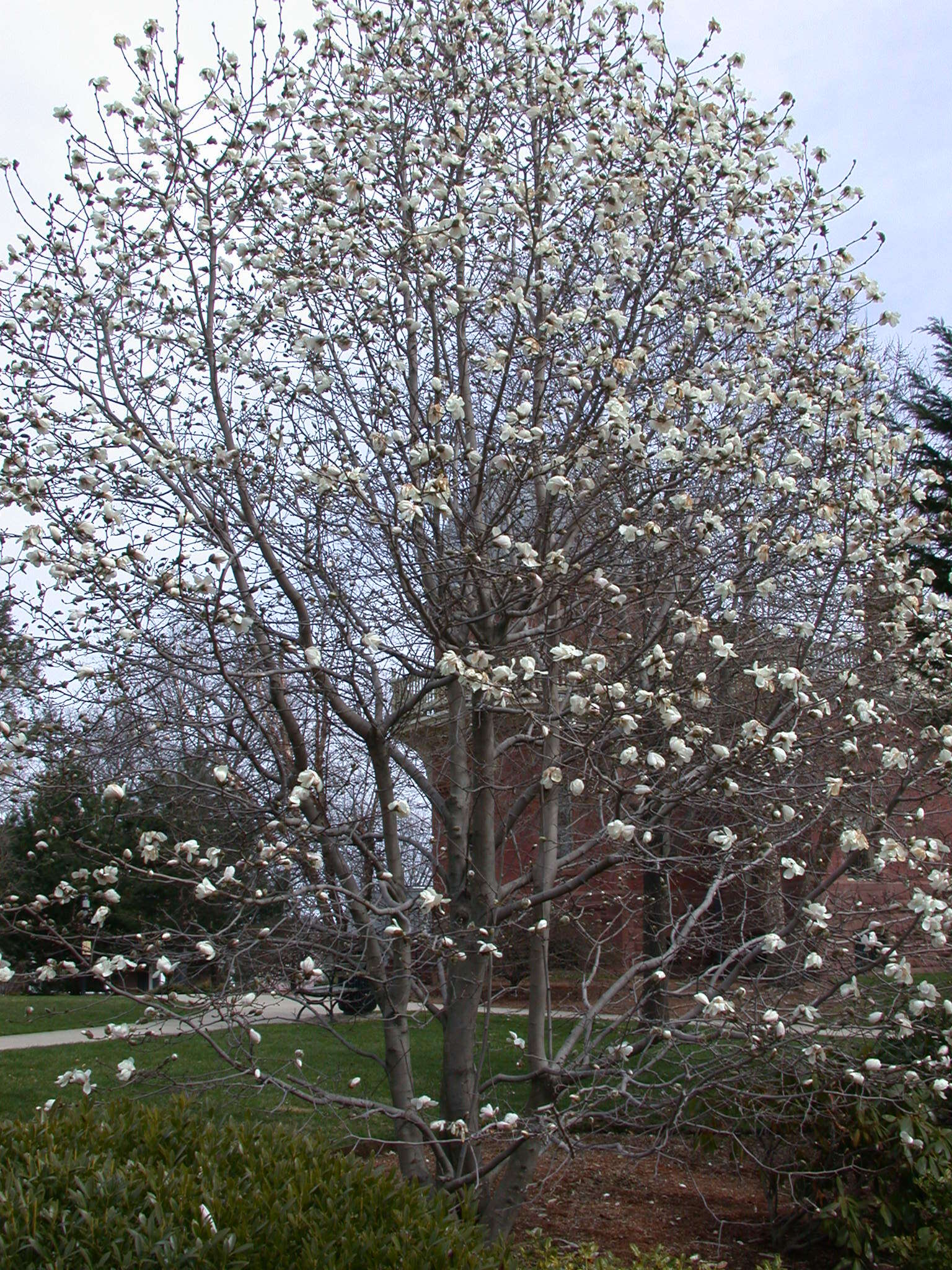 Image of Saucer magnolia