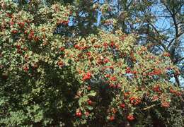 Image de Crataegus meyeri Pojark.