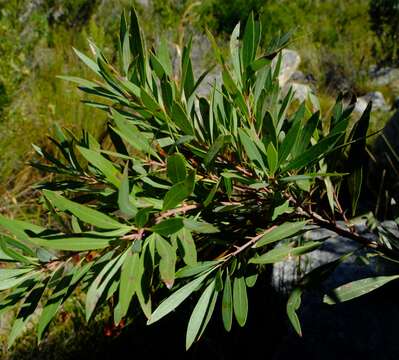 Morella integra (A. Chev.) D. J. B. Killick resmi