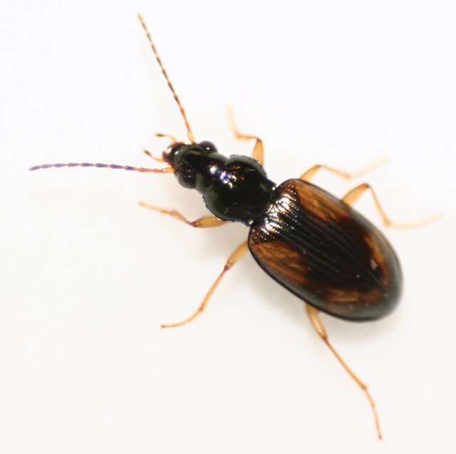 Image of Ground beetle