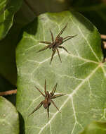 Image of Thinlegged Wolf Spiders