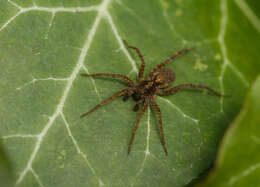 Image of Thinlegged Wolf Spiders