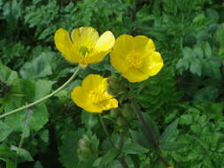 Image of Buttercup