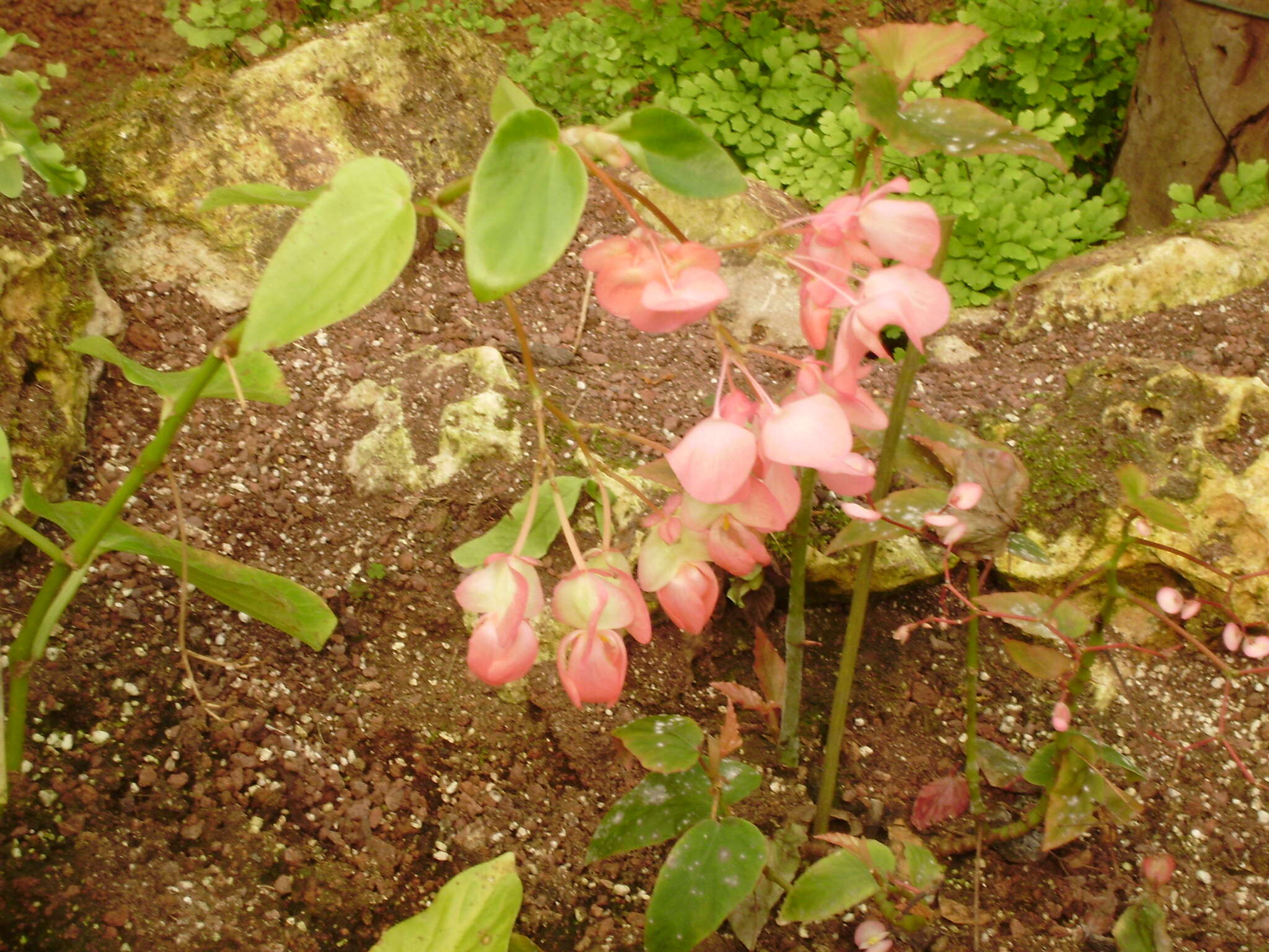 Image of Begonia incarnata Link & Otto