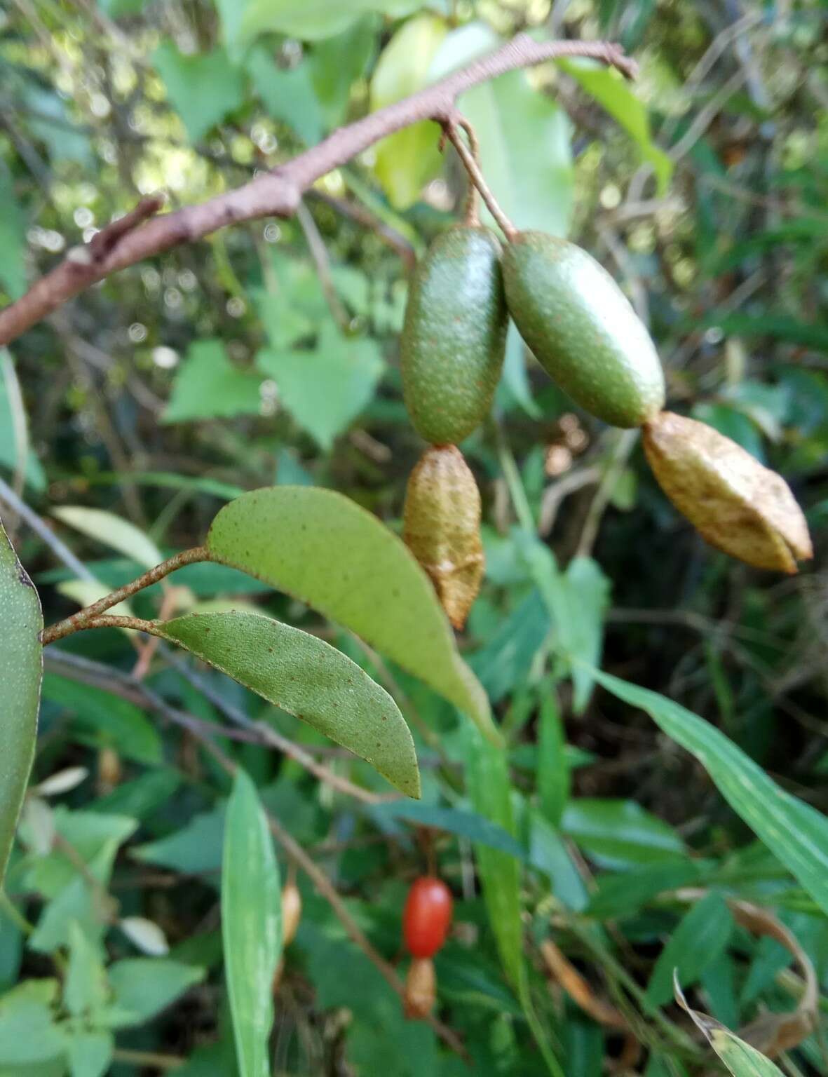 Image of Elaeagnus loureiroi Champ. ex Benth.