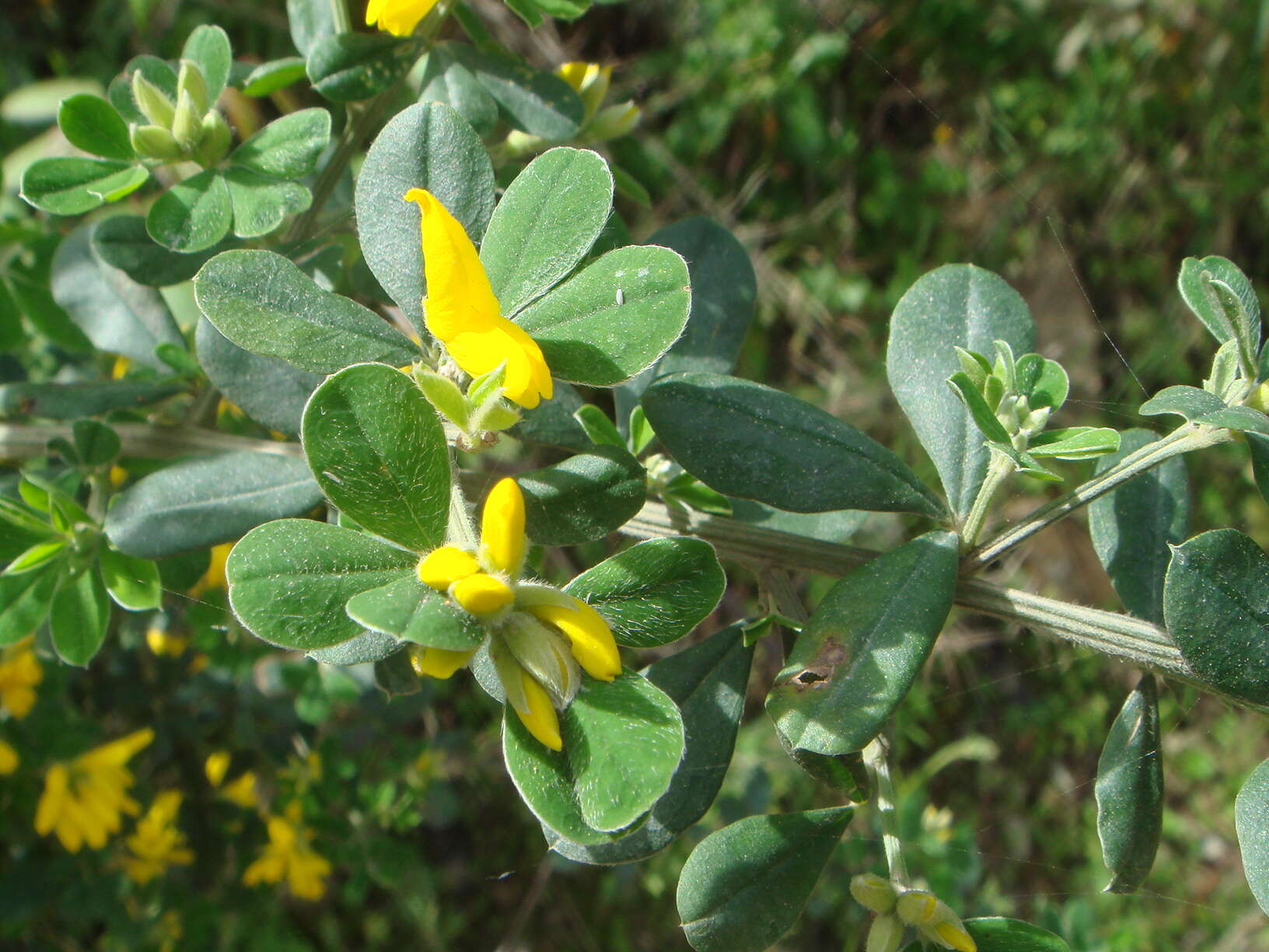 Image of French broom