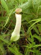 Image of Pitcher plant