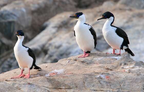 Image of Imperial Shag