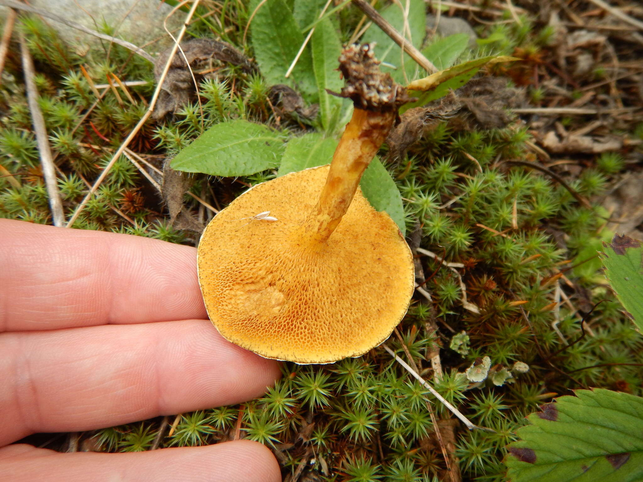 Image of Chicken Fat Mushroom