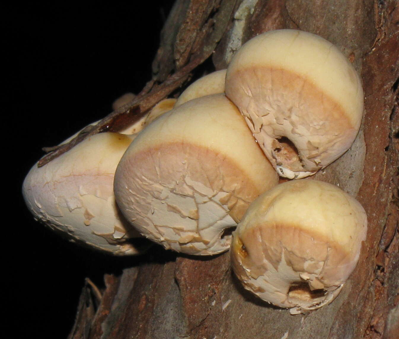 Image of Cryptoporus