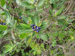 Image of Monnina crassifolia (Bonpl.) Kunth