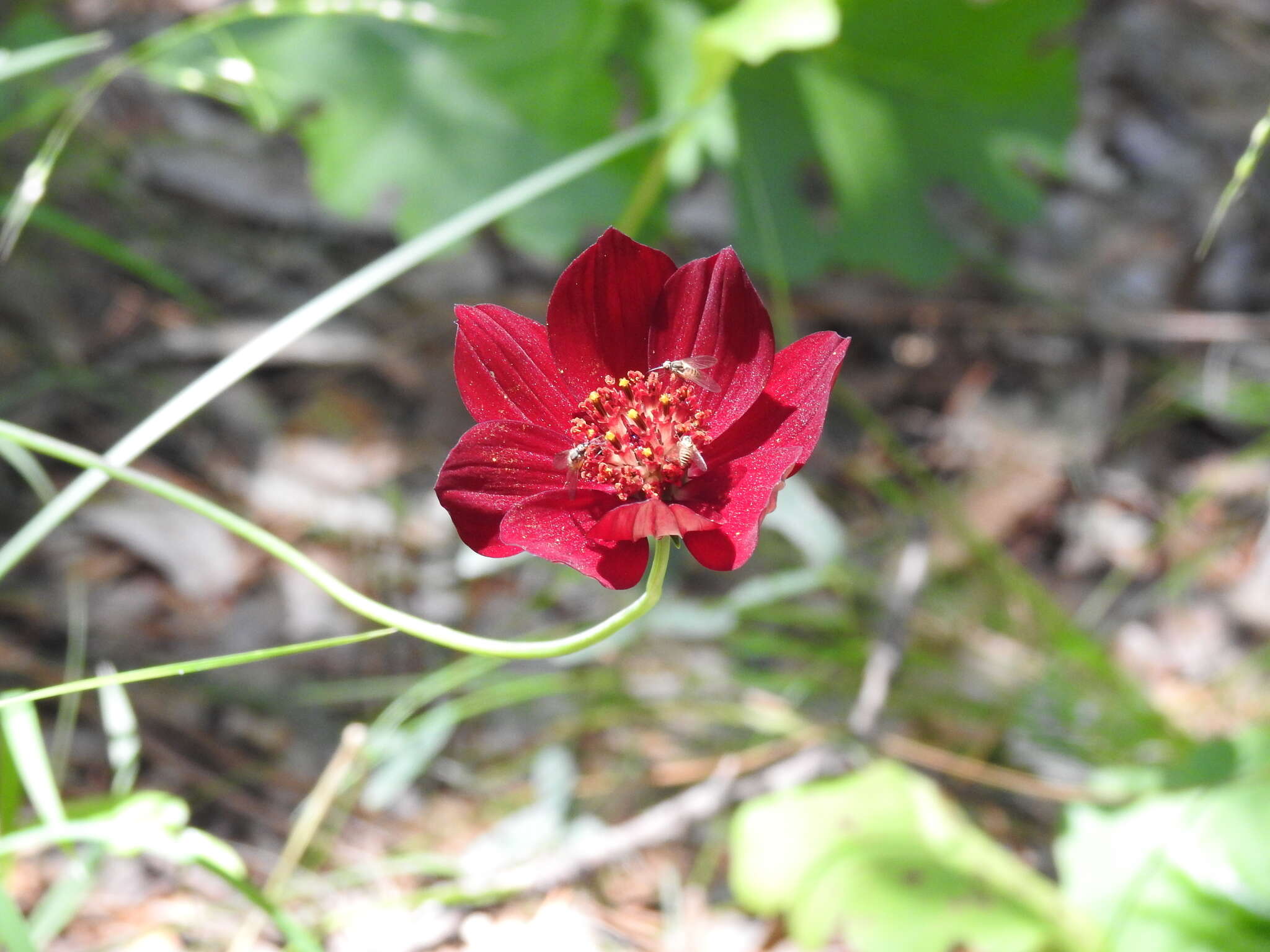 Image of Cosmos concolor Sherff